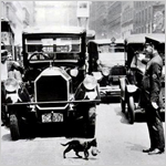 رجل مرور في مدينة نيويورك يوقف السير حتى تعبر قطة تحمل آحدى صغآرهآ عام 1925م