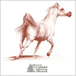 انطلاق مهرجان الأمير سلطان العالمي للخيول العربية بالرياض