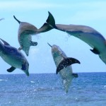 الدلافين تنادي بعضها بعضا “بالاسم”
