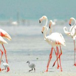 اكتشاف أكبر مستعمرة لتكاثر طيور الفلامنجو الكبيرة في «محمية الوثبة»