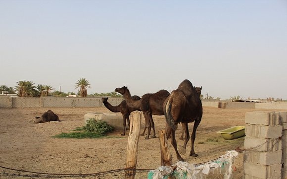 حظيرة الجمال قرب منزل الضحية كانت المشتبه به الأول