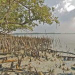 هيئة البيئة تنفذ برنامجاً لزراعة مليوني شجرة قرم على ساحل أبوظبي
