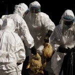 تسجيل أول وفاة بانفلونزا الطيور في أمريكا الشمالية