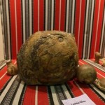 قطع أثرية وحيوانات متحجرة في متحف شخصي مشارك بمهرجان الجنادرية