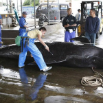 محكمة العدل الدولية تأمر اليابان بوقف صيد الحيتان