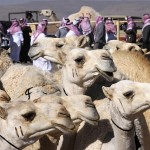 «الزراعة السعودية» توصي مربي الإبل باتخاذ تدابير وقائية من كورونا