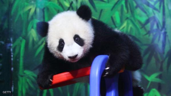 CHINA-ANIMAL-PANDA