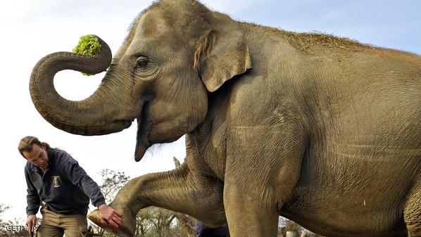 20-year-old- pregnant female elephant "P