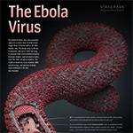 منظمة الصحة العالمية تعلن إصابة خبير لديها بفيروس إيبولا