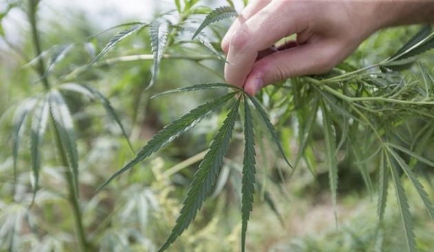 ولاية اوريغون تسمح بزراعة القنب الهندي «المخدر»
