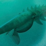 اسم مغربي لمخلوق بحري قديم بحجم الإنسان