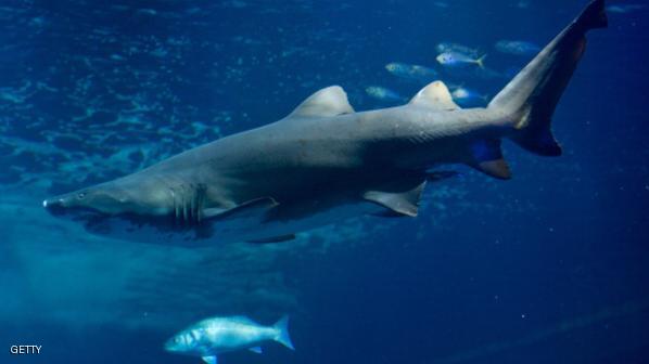 GERMANY-ANIMAL-SHARK