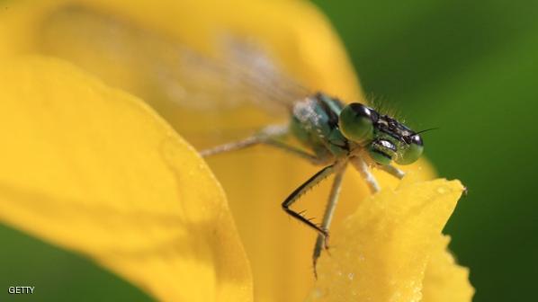 CHINA-ANIMAL-INSECT