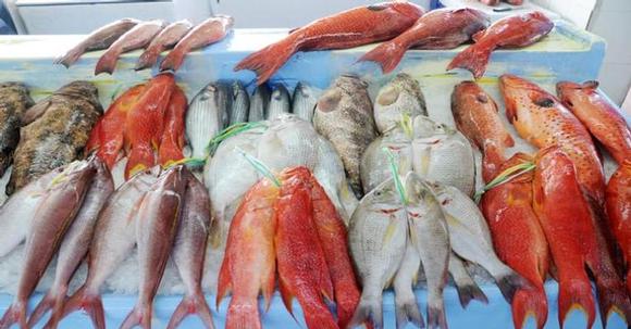 السعودية: حظر صيد أسماك الناجل والطرادي في بعض المناطق