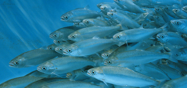 «أراسكو»: أعلاف الأسماك آمنة وسليمة