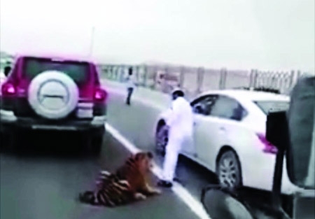 الشرطة: «نمر الشوارع» ليس في دبي