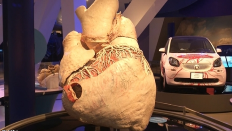 عرض أكبر قلب على وجه الأرض في متحف بتورونتو