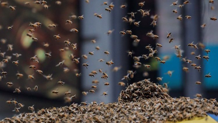 الشرطة تتدخل لإنهاء هجوم سرب من النحل في نيويورك
