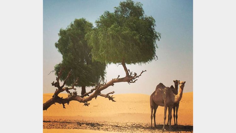 الأشجار المعمّرة في الإمارات.. تحت ظلالها عراقة ومشاهد تاريخية