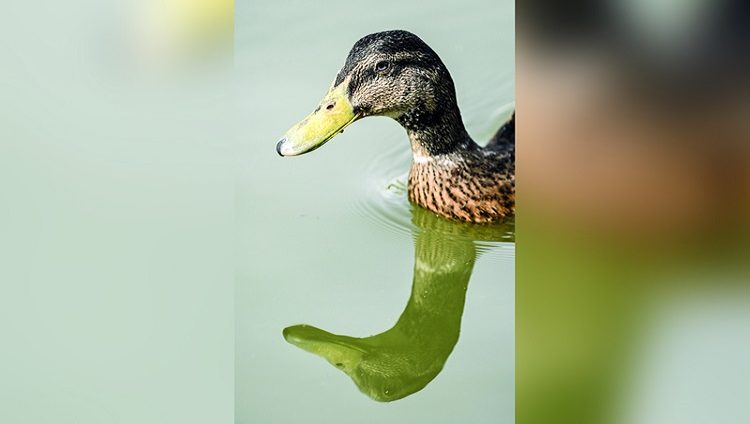 محمية المرموم في دبي ملاذ آمن للطيور والحياة البرية