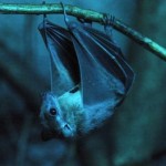 درء أخطار «كورونا» بإبادة الخفافيش القريبة من السكان