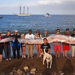 اكتشاف سمكة طولها 5 أمتار في كاليفورنيا