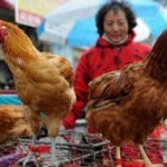 الصين.. انفلونزا الطيور تظهر مجددا