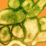 اكتشاف سلالة جديدة “قاتلة” من انفلونزا الطيور