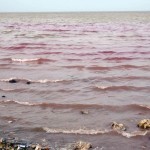 «الشرقية»: كارثة بيئية تحيل زرقة البحر إلى الأحمر… وجهتان حكوميتان تتنصلان
