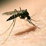 وفاة طبيب أردني بمرض «الملاريا»