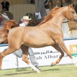 خبراء: الخيول العربية «كنز» وندعو لإكثارها بـ«نقل الأجنة» و«التلقيح الصناعي»
