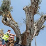 نقل 58 شجرة زيتون معمّرة من أوروبا إلى دبي