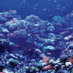 اكتشاف أقدم حيوان يصنع الشعاب المرجانية