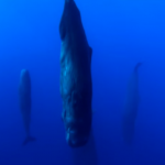 فيديو: شاهد كيف تنام الحيتان تحت الماء؟