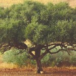 «اليونيسكو» تدرج المعارف والمهارات المرتبطة بشجرة «أركان» في قائمة التراث الإنساني