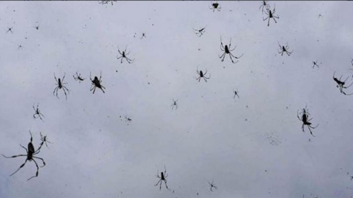 صور: ملايين العناكب تسقط من السماء في أستراليا!!
