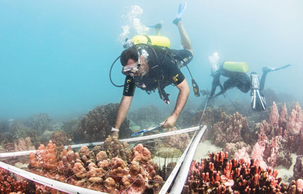 «بيئة أبوظبي» تنفذ مسوحات لدراسة الشعاب المرجانية
