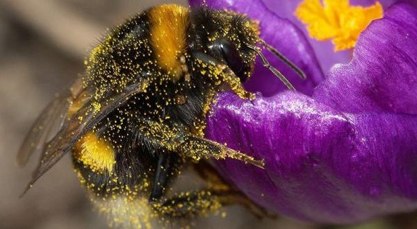 ما سبب هجرة النحل الطنان من مناطق معيشته الدافئة وعواقبها؟