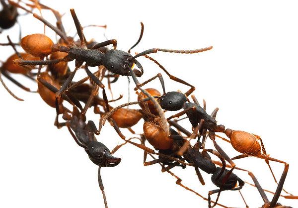 النمل ينقذ صياداً من الموت