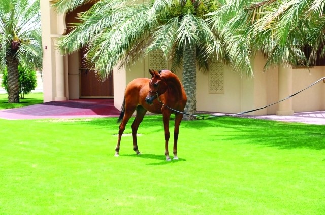 مربط دبي للخيول العربية يقدم فرساً عربية أصيلة في مزاد حملة «أمة تقرأ»