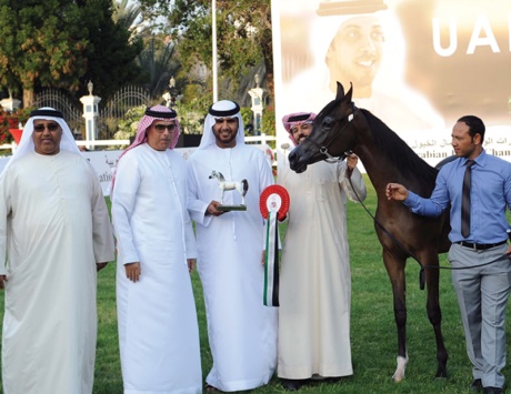 مشاركة قياسية في بطولة الإمارات لجمال الخيول العربية