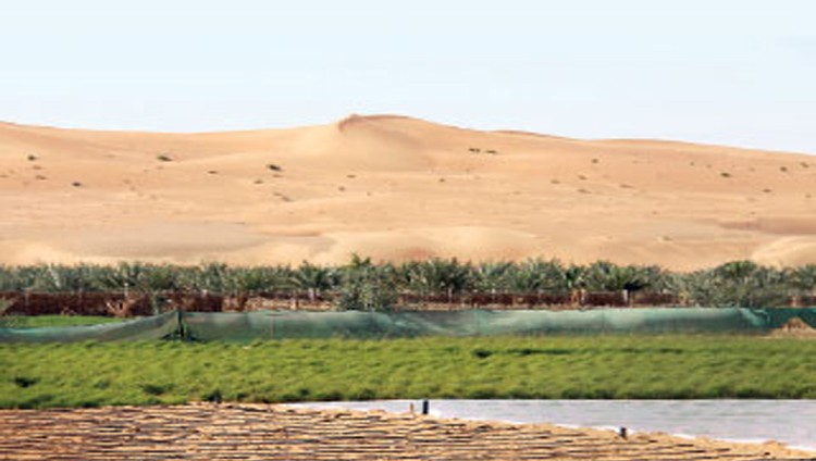 «بيئة أبوظبي» تمسح مستويات الملوحة في الأراضي الزراعية