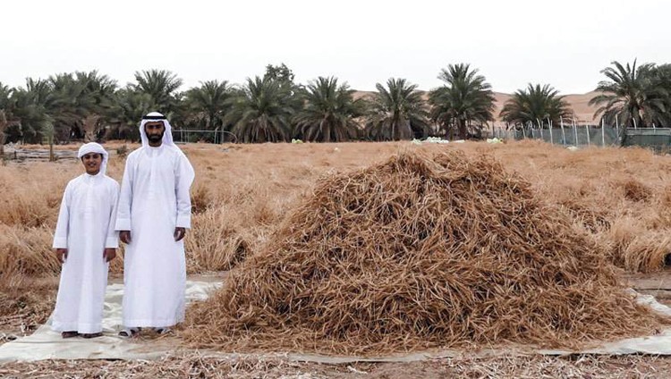 مواطن من «ليوا» ينجح في زراعة القمح