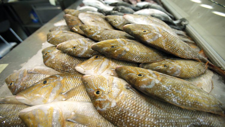 آسيويون يستغلون حظر صيد الشعري والصافي لمضاعفة الأسعار