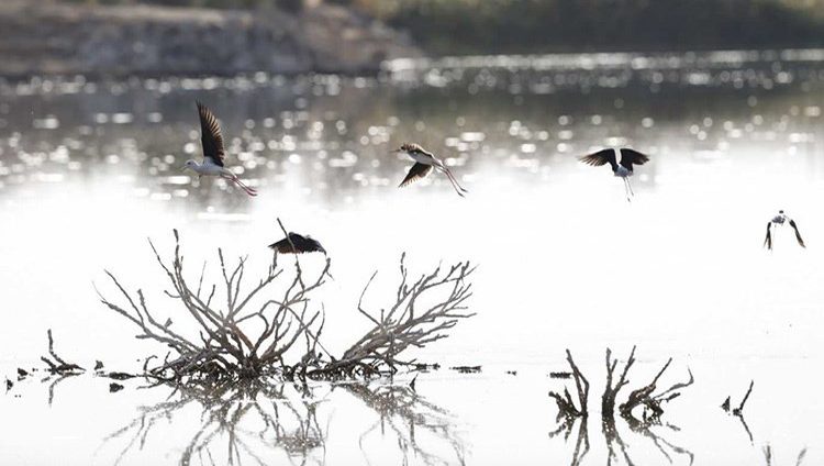 130 نوعاً من الطيور المائية في «بحيرة زاخر» بالعين