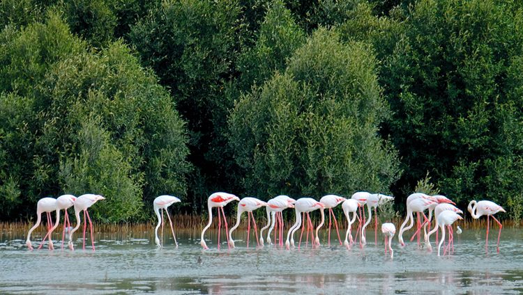 «وايلد دبي».. مدينة المحميات الطبيعية والحياة البرية