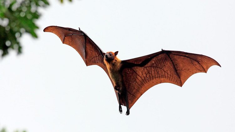منظمة الصحة العالمية: “خفافيش الصين” مصدر فيروس كورونا