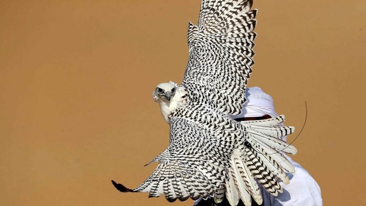 مهرجان الظفرة 2020 يعلن عن دليل المزاينات والمسابقات التراثية المصاحبة