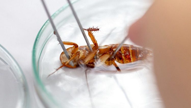 بحث تقوده «أميركية الشارقة»: مضادات حيوية من الصراصير قد تنقذ الإنسان