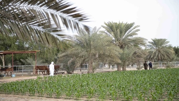 “أبوظبي للزراعة” .. مبادرات متنوعة لاستدامة الموارد المائية